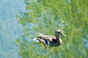 Beautiful and colorful duck swims in a transparent pond