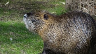 Water Nutria Animal