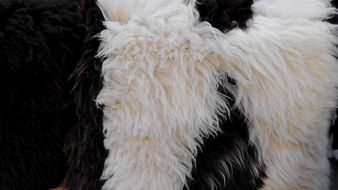 fluffy hair of a large animal close-up