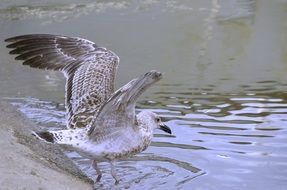 Gull is fishing