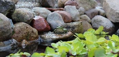frog in a green pond