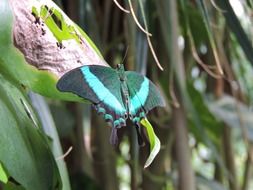 turquoise black butterfly in wildlife