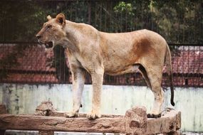 Lion Beast