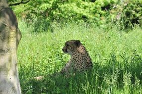 cheetah in green grass under a tree