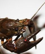 astacus from a family of crayfish
