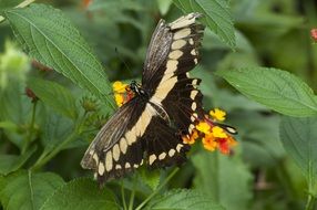 swallowtail Butterfly sitting on flower among leaves