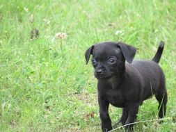 black chihuahua puppy on green grass