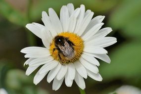 Hummel on the marguerite