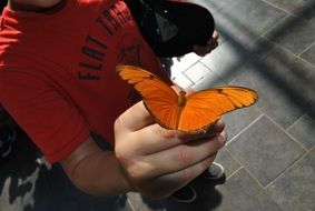 yellow butterfly on the human hand