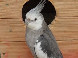 gray parrot on a wooden house