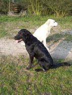 picture of the black and white dogs