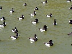 waterfowl Ducks