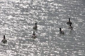 flock of ducks in the river under the sun