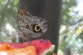 Butterfly on the watermelon