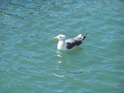 seagull swims in blue water