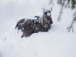 Deer Animal Winter Snow