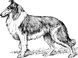 black and white drawing of Collie