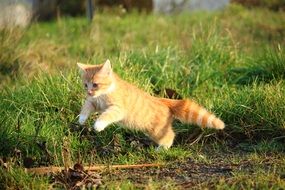 jumping playful red kitten