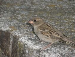 Sparrow Bird is sitting on the stone