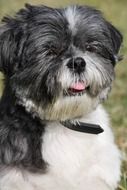 fascinating Shih Tzu Dog
