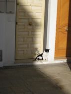 Cat sits at Door