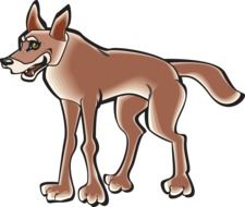 Body Animal Tail Coyote drawing