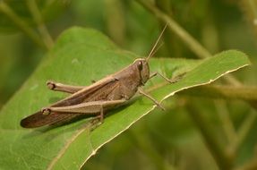 beautiful and cute Grasshopper
