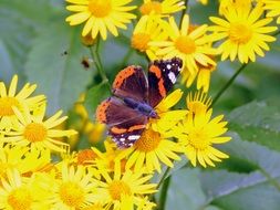 wild butterfly in the yellow flowers