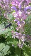 Bee Carpenter or Apidae