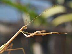 mantis on a blurry background