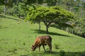 Landscape of domestic cow grazes in a green meadow