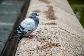 gray Pigeon bird sitting on wall
