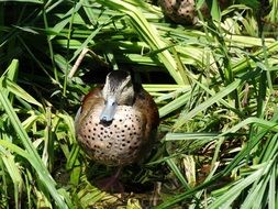 duck on the background of marsh grass