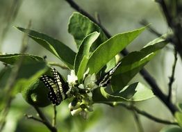 astounding Butterflies
