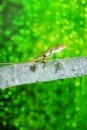 Iguana on a branch on a background of green leaves