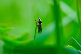 insect on a green blade of grass close-up