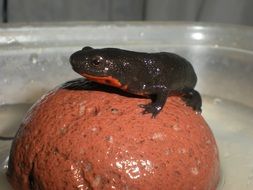 frog on red stone