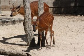 antelope near a tree in africa