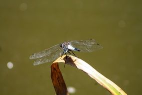 Dragonfly on a grass