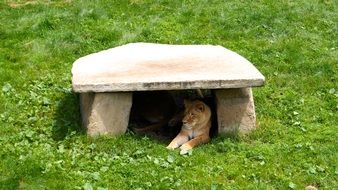 Wild lioness lies under a stone on green grass