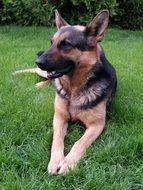 German shepherd lies on the green grass