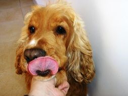 dog licks his nose