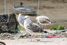 seagulls in the sand near the ropes