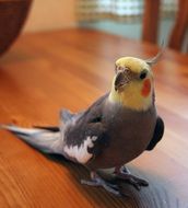 domestic cockatiel