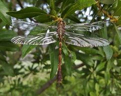 closeup view of dragonfly with transparent wings on a green plant