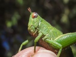 green grasshopper nymph on hand close-up on blurred background