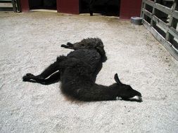 sleeping llama in the pen
