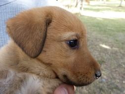 sweet brown puppy