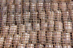 Picture of the lots of dried fish