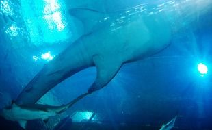 belly of a whale in the blue ocean